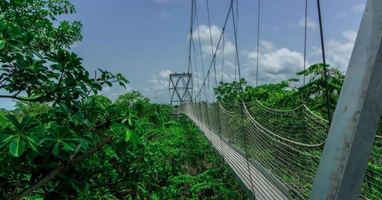 The canopy walkway at the Lekki Conservation Centre in Lagos